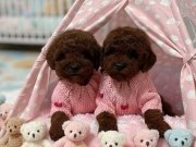 Ankara'nın En Sosyal Minyatürleri: Toy Poodle Yavruları