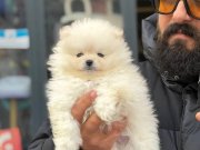 Ankara Çankaya’da Ayıcık Suratlı Beyaz Pomeranian Boo Yavrusu