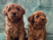 Ankara Çankaya’da Kızıl Bukleli Şampiyon Maltipoo Yavruları