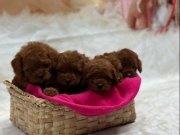 Ankara Çankaya’da Kıvırcık Neşe Yumağı Poodle Yavruları