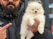 Ankara’nın En Güzeli Bal Surat