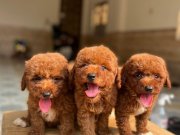 Ankara’nın en güzel bebekleri