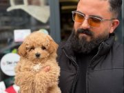Tatlı Maltipoo Ankara