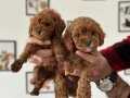 Ankara’nın toy poodle gibi maltipoosu
