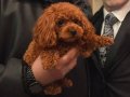 Sosyal Ortamların Yıldızı Toy Poodle Yavrusu
