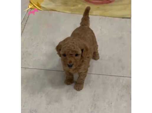 OYUNCAK SURAT, DÜĞME BURUN TOY POODLE