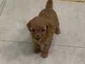 OYUNCAK SURAT, DÜĞME BURUN TOY POODLE