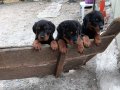Koca Kafa Koca Pati A Kalite Yavrular İstanbul Kalite bebek