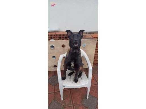 Özel Eğitimli  6 aylık Malinois
