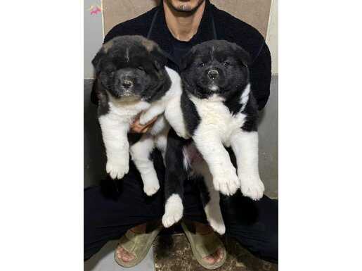 Türkiye Şampiyonlarının Torunları