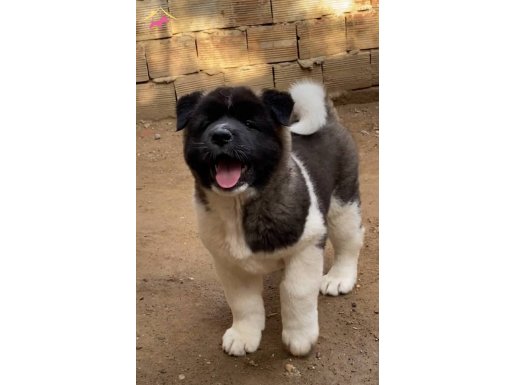 Şampiyon Soyundan Amerikan AKİTA bebekler