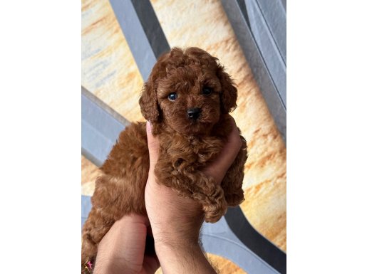 SAFKAN IRKIN EN KÜÇÜK BOYUTU TOY POODLE 