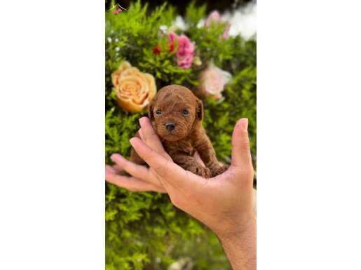 TOY POODLE SAFKAN IRK VE SAĞLIK GARANTİLİ EN KÜÇÜK BOYUT