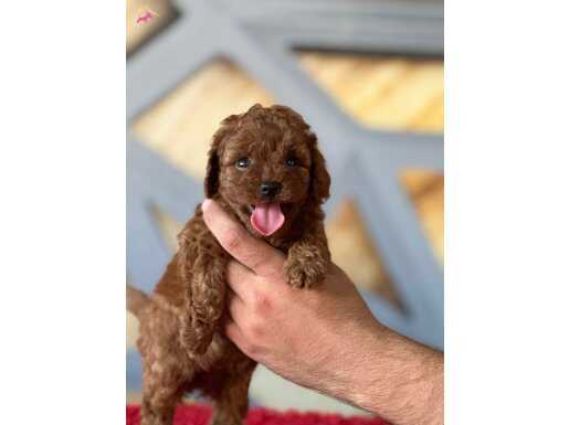 TOY POODLE SAFKAN YAVRULAR 