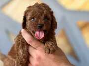 TOY POODLE SAFKAN YAVRULAR 
