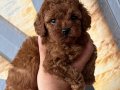 SAFKAN IRKIN EN KÜÇÜK BOYUTU TOY POODLE 