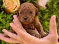 TOY POODLE SAFKAN IRK VE SAĞLIK GARANTİLİ EN KÜÇÜK BOYUT