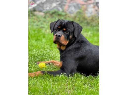 Üst Kalite Kan Hattı Secereli Rottweiler | Pendik İstanbul