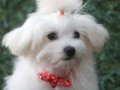 Maltese Yavrularımız