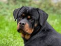 Üst Kalite Kan Hattı Secereli Rottweiler | Pendik İstanbul