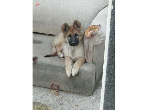 2,5 aylık kızımız asil yeni sahibini arıyor