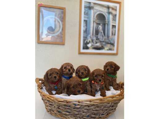 Orijinal Teacup Kore ve Toy Poodle Yavrular 