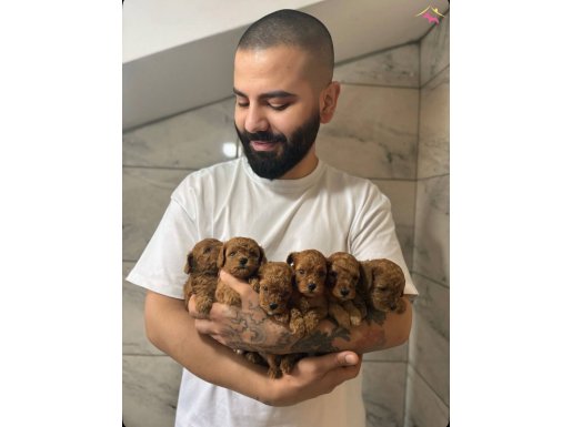 Irk Garantili Kore Kan Toy Poodle Yavrular  