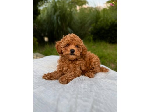 Tiny Toy Poodle Dişi Yavrular 