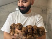 Irk Garantili Kore Kan Toy Poodle Yavrular  