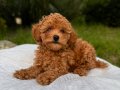 Tiny Toy Poodle Dişi Yavrular 