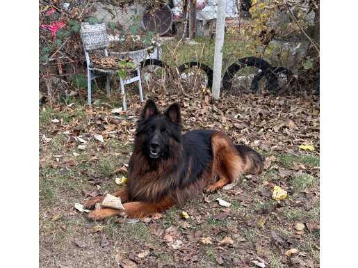 Aslan yeleli uzun tüylü maskeli dusuk belli SECERELİ