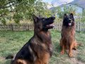  Kızıl Aslan Yeleli Düşük Bel Alman Kurdu