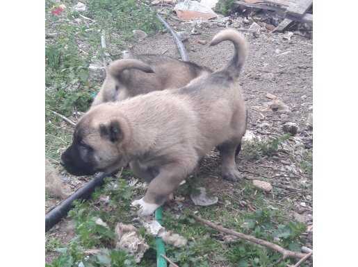 2,5 aylık  SAFKAN KANGAL YAVRULARI