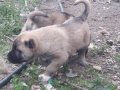 2,5 aylık  SAFKAN KANGAL YAVRULARI