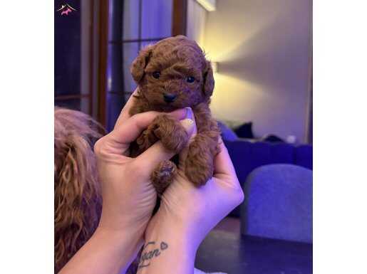 Çin tip mini Poodle 