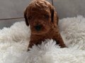 Anne Altından Minyatür Poodle