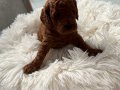 Anne Altından Minyatür Poodle