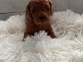 Anne Altından Minyatür Poodle