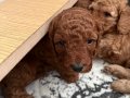 Anne Altından Minyatür Poodle