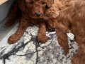 Anne Altından Minyatür Poodle