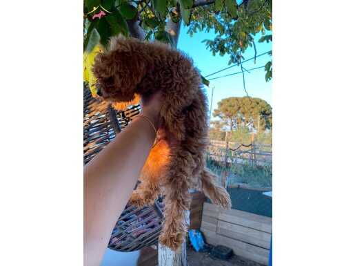 Kore Kan Toy Poodle