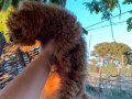 Kore Kan Toy Poodle