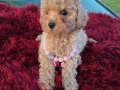 Kıvırcık Peluş Görünümlü Poodle Şekerleri
