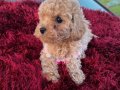 Kıvırcık Peluş Görünümlü Poodle Şekerleri