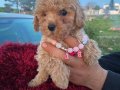 Kıvırcık Peluş Görünümlü Poodle Şekerleri