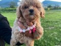 Kıvırcık Peluş Görünümlü Poodle Şekerleri