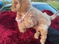 Kıvırcık Peluş Görünümlü Poodle Şekerleri