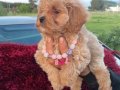 Kıvırcık Peluş Görünümlü Poodle Şekerleri