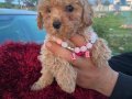 Kıvırcık Peluş Görünümlü Poodle Şekerleri