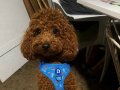 Poodle Koyu Renk